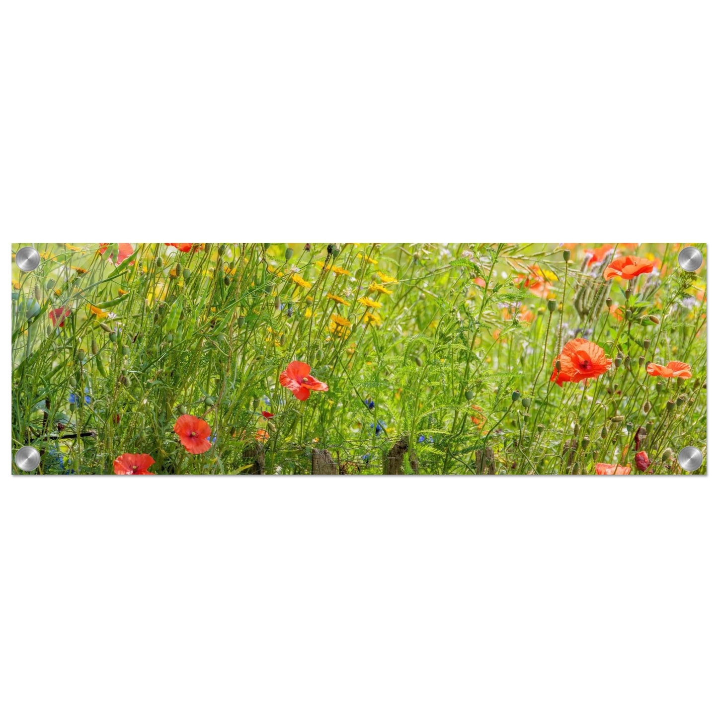 Wandbild wildblumen feld rot gelb sonnige mohnblumen wiese als kunstdruck
