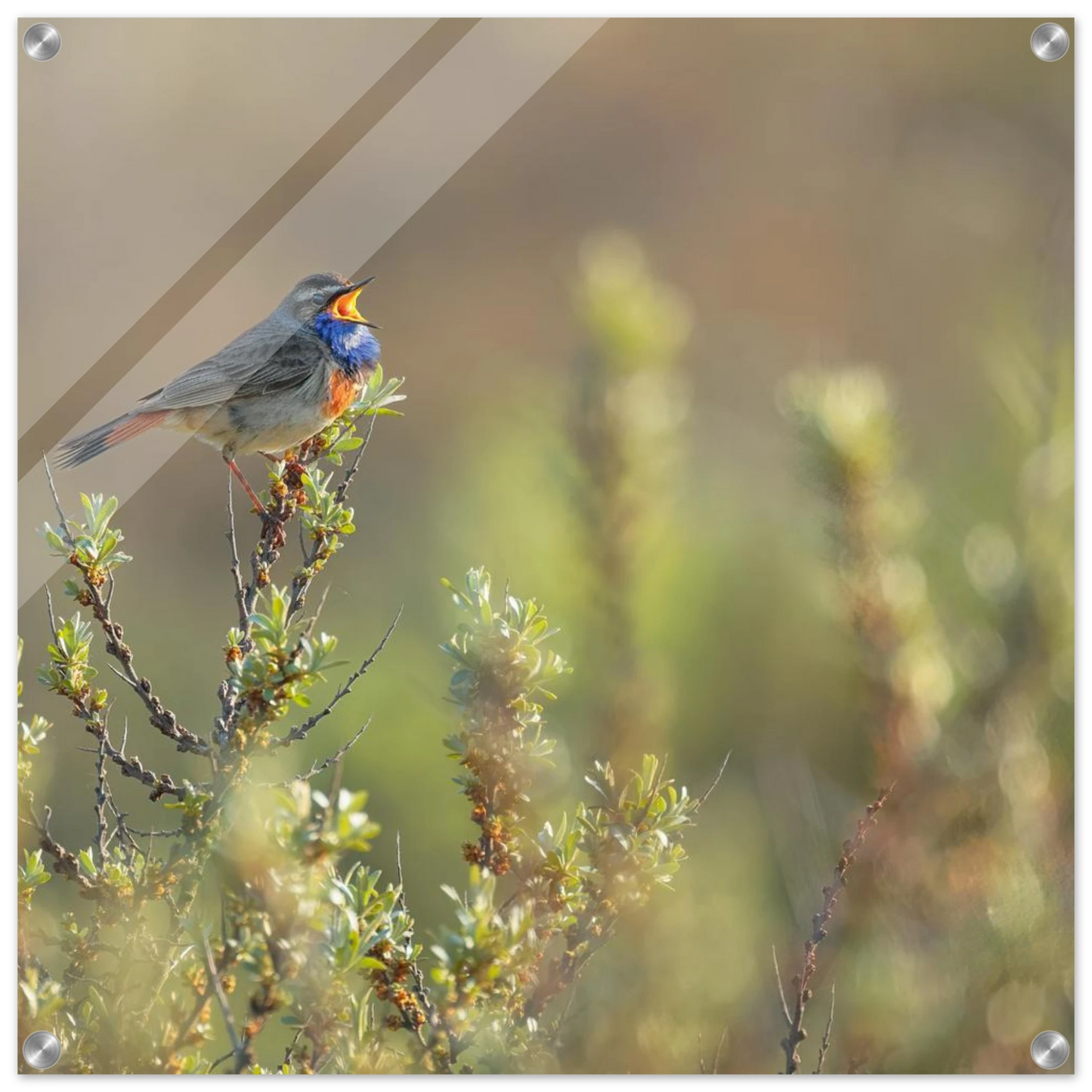 Wandbild singendes blaukehlchen lebendige naturfotografie als wandbild in verschiedenen groessen