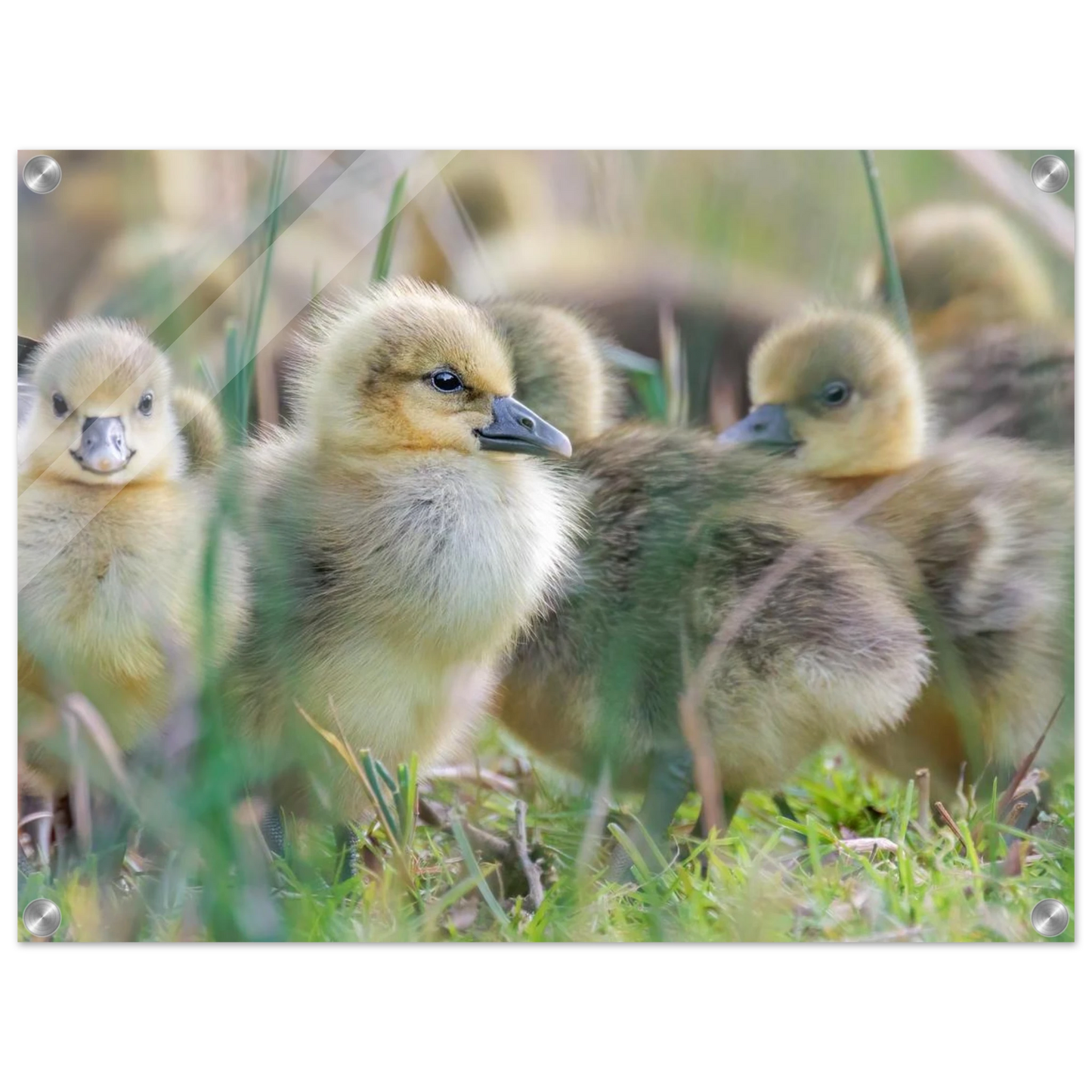 Wandbild kueken in zartgruen und gold suesse baby gans kunst in vielen groessen