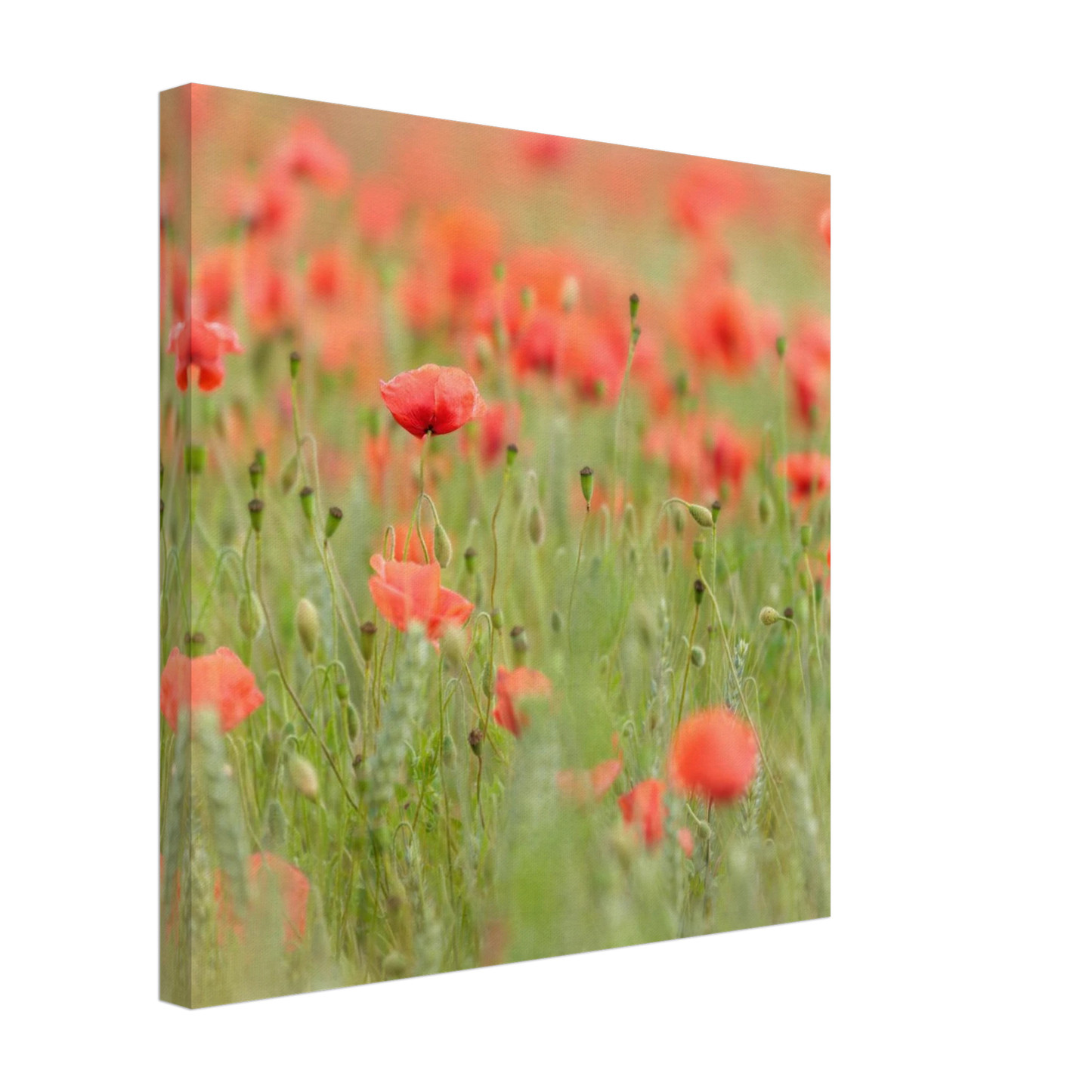 Wandbild vertraeumtes mohnblumenfeld ein stueck sommer fuer ihr zuhause in vielen groessen
