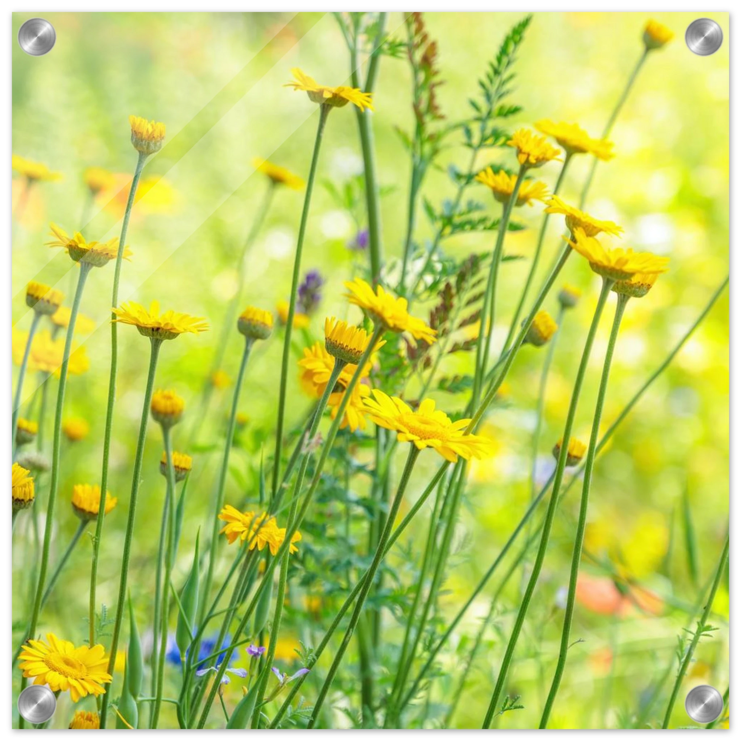 Wandbild sunshine meadow lebendiger blumen druck in verschiedenen groessen
