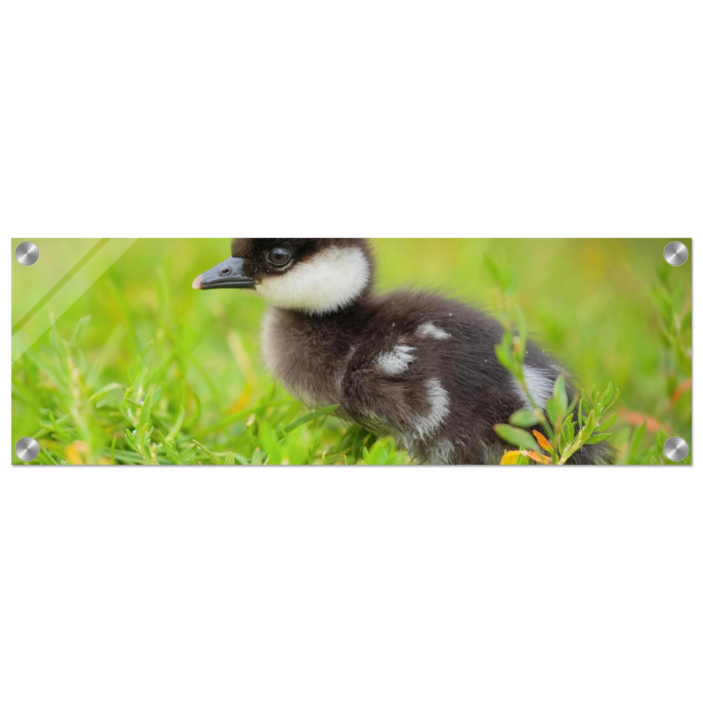 Wandbild bezauberndes entenkueken suesse tiermotive fuer kinderzimmer naturfreunde in vielen groessen