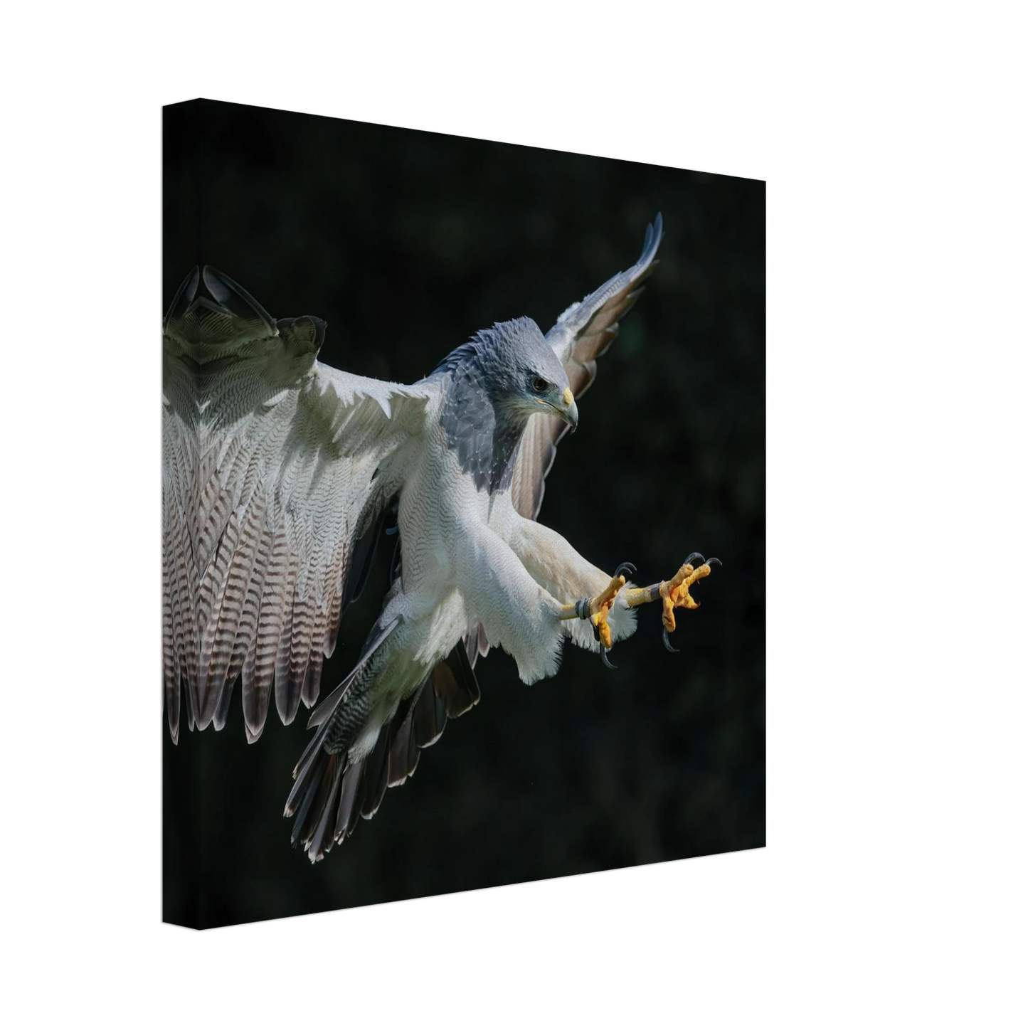 Wandbild majestaetischer schwarzbrustbussard im flug atemberaubende tierfotografie fuer ihr zuhause