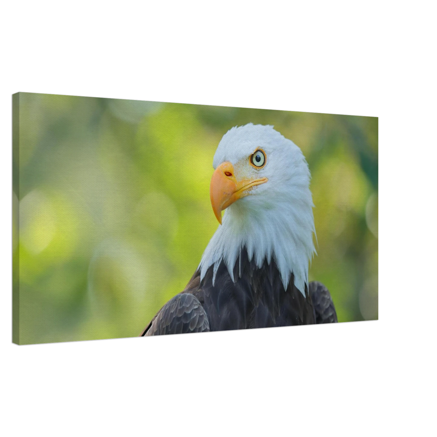 Wandbild majestaetischer weisskopfseeadler eine ode an die freiheit in ihrer wunschgroesse