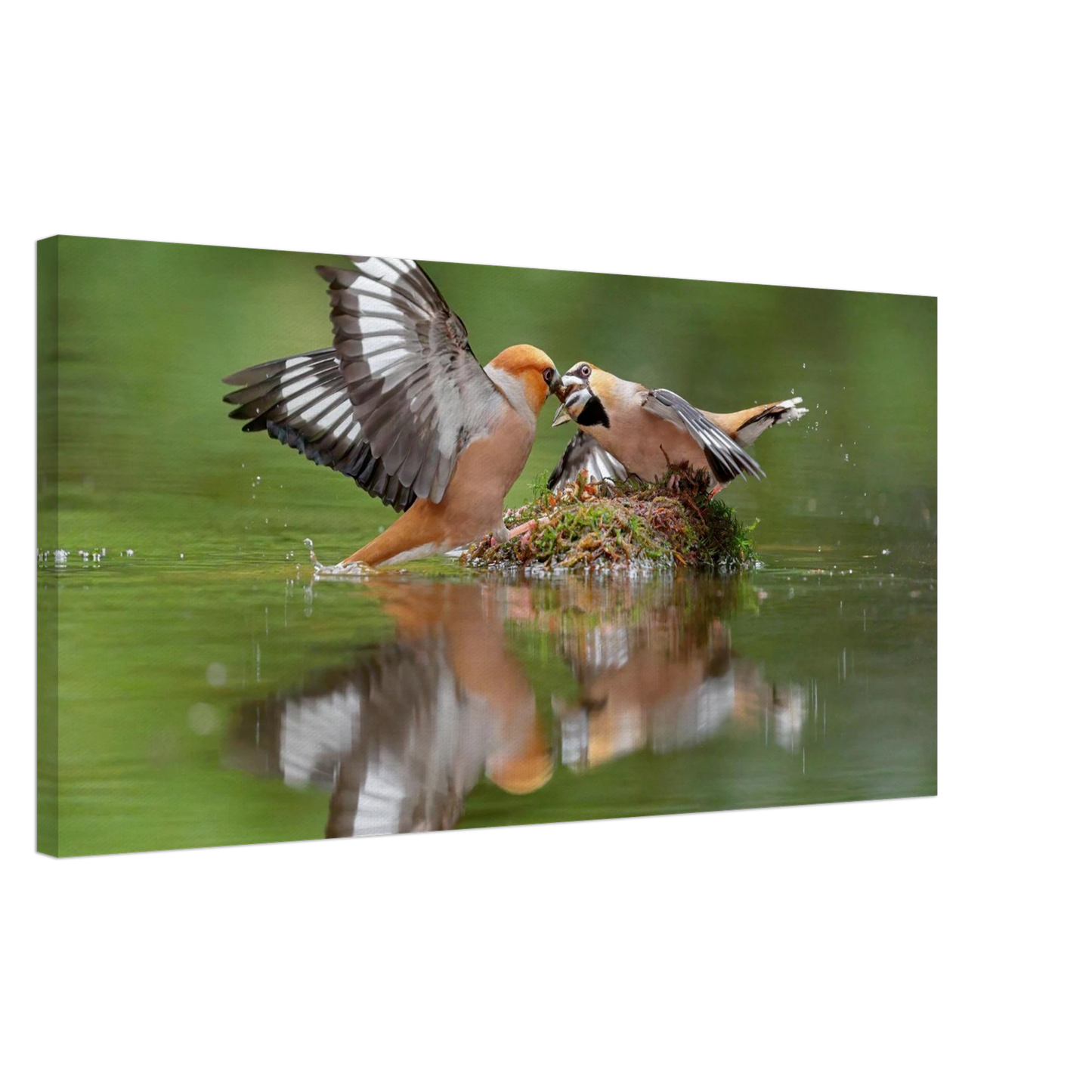 Wandbild momente der natur spektakulaerer kampf der voegel ueber dem wasser