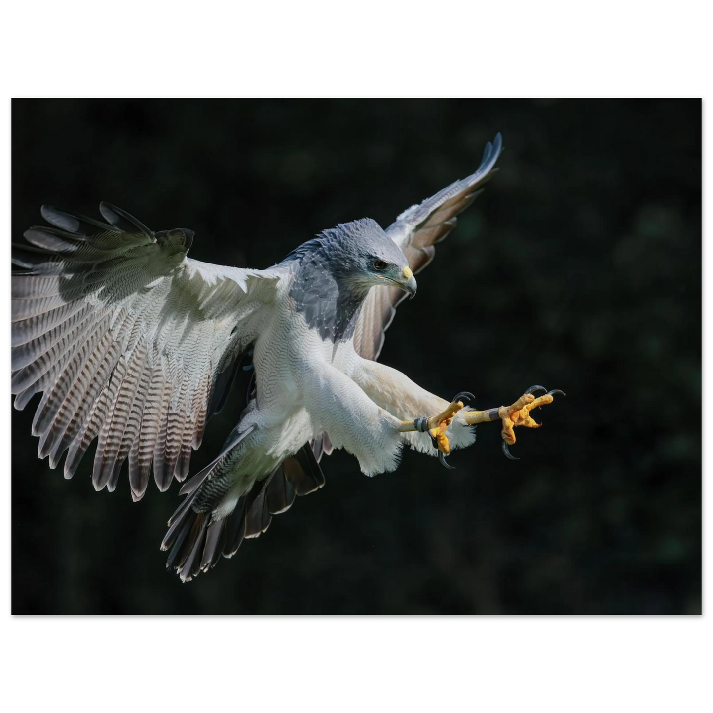 Wandbild majestaetischer schwarzbrustbussard im flug atemberaubende tierfotografie fuer ihr zuhause