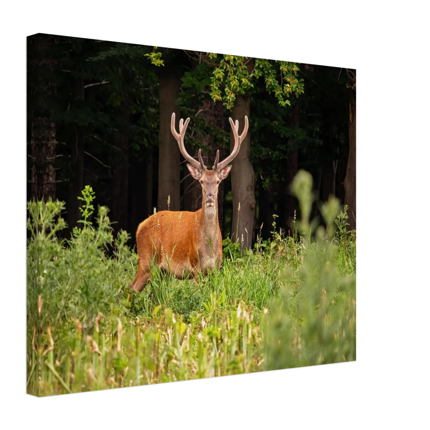 Wandbild majestaetischer hirsch im wald ein wildnis statement fuer ihr zuhause in verschiedenen groessen