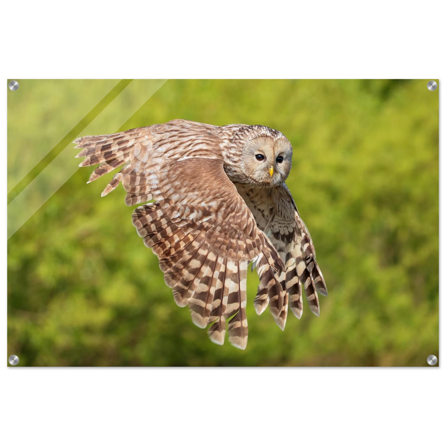 Wandbild majestaetische eule im flug naturfotografie fuer ihr zuhause