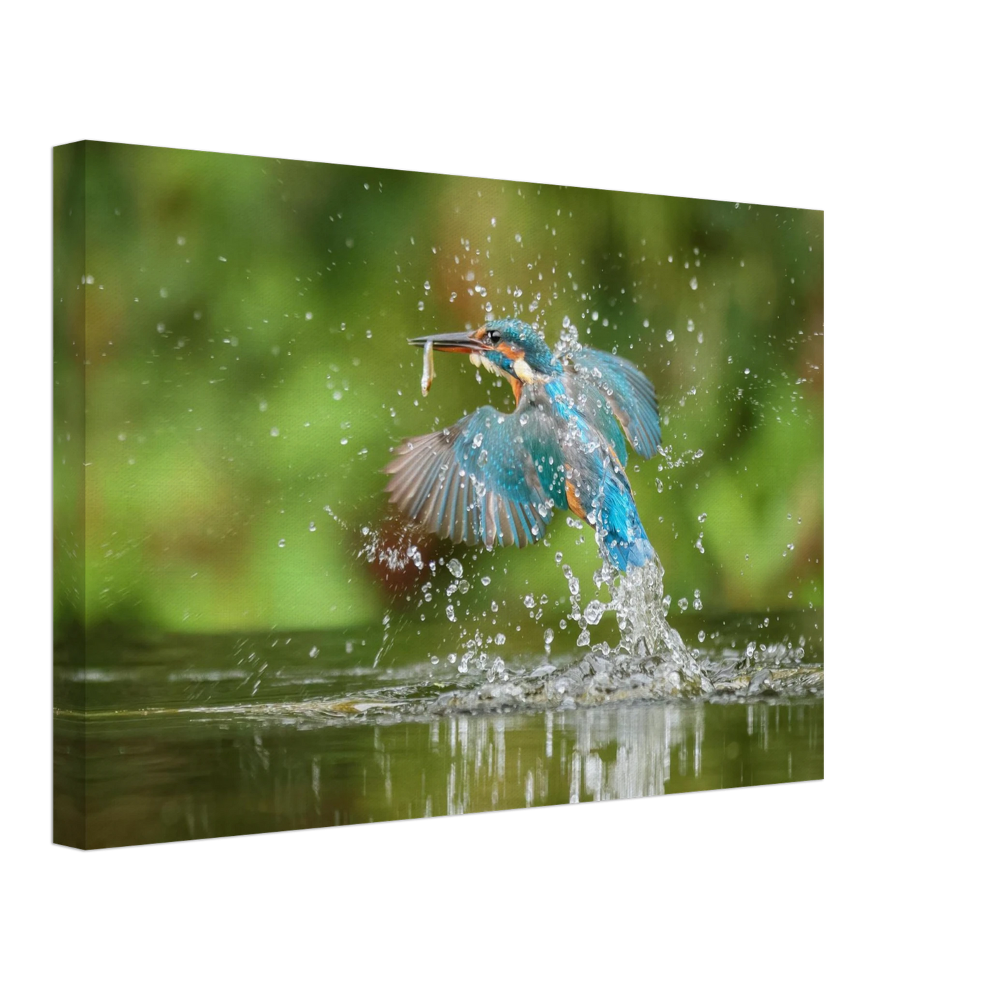 Wandbild eisvogel im sturzflug lebendige wildtierkunst fuer ihr zuhause