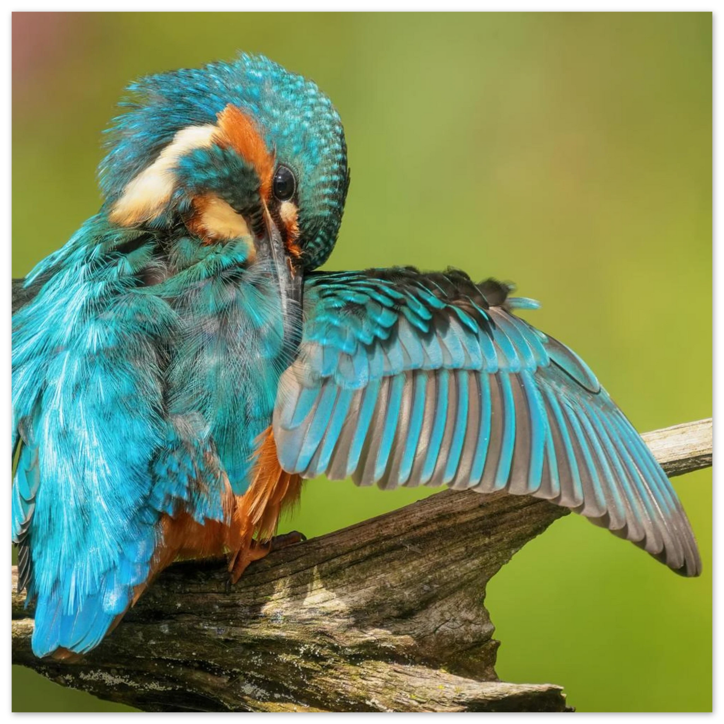 Wandbild eisvogel lebendige farbenpracht der natur auf leinwand