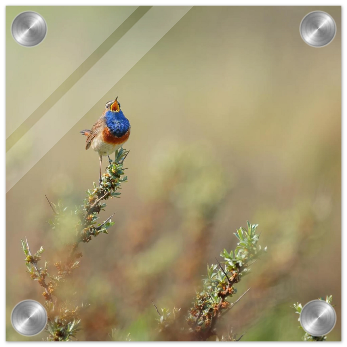 Wandbild lebendige nachtigall ein meisterwerk der naturfotografie fuer ihr zuhause