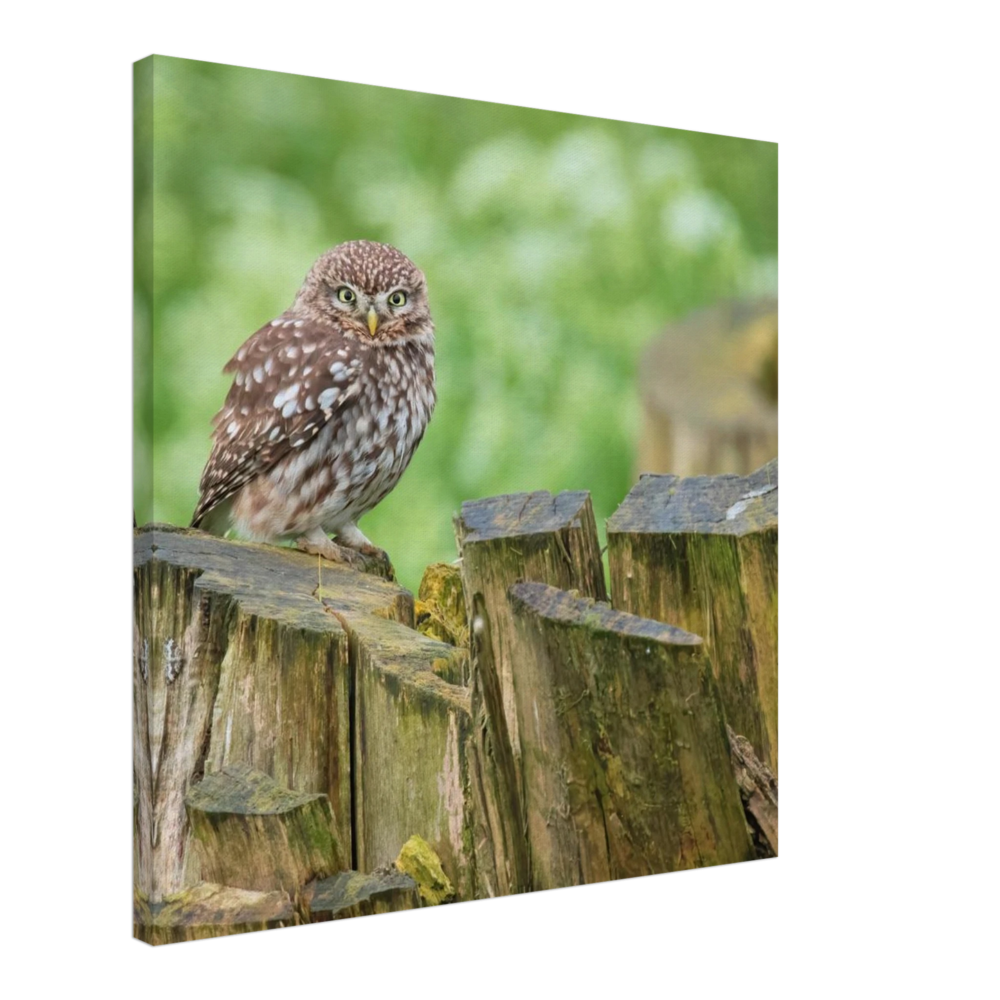 Wandbild mystische kleine eule faszinierendes kunstwerk fuer natur und tierliebhaber in vielen groessen