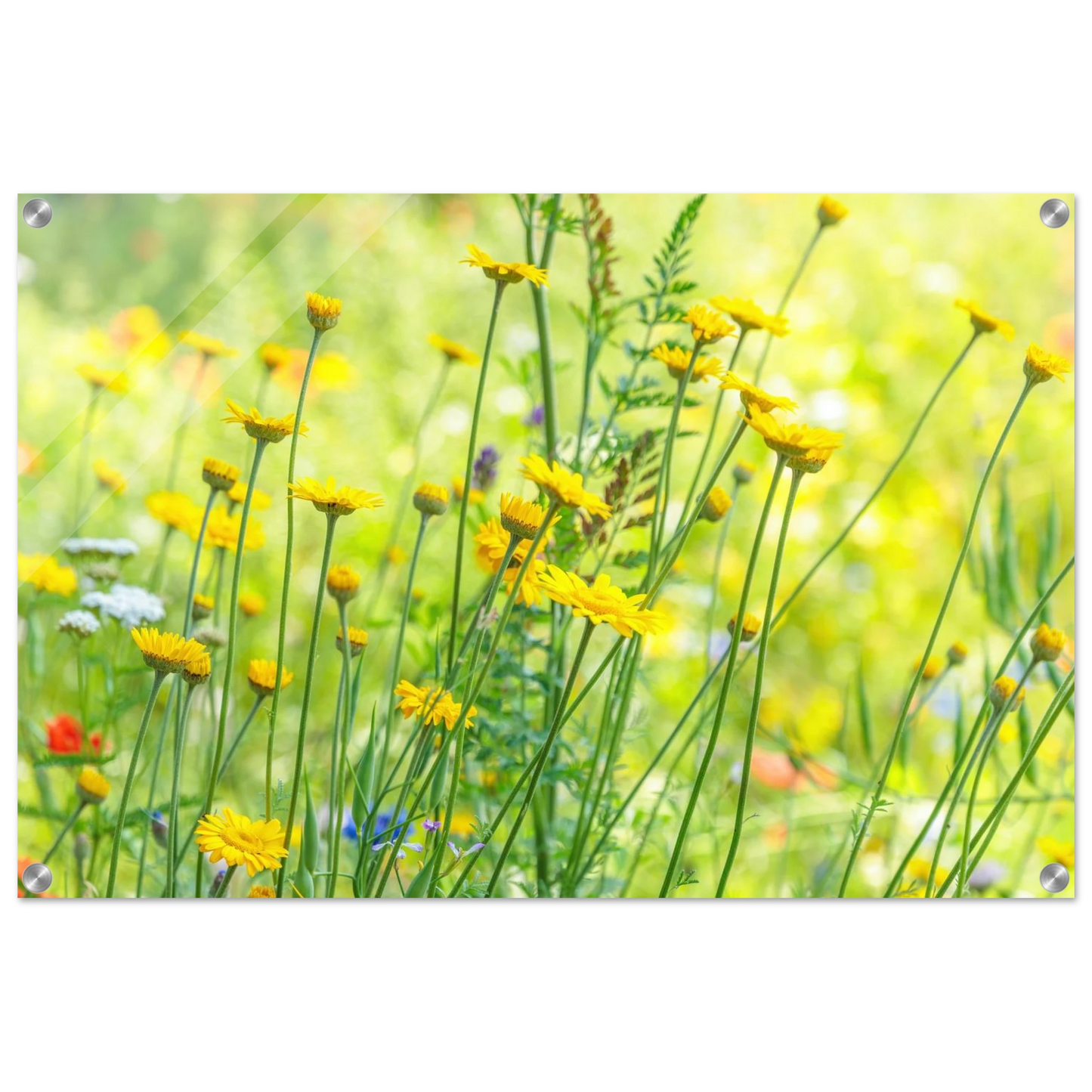Wandbild sunshine meadow lebendiger blumen druck in verschiedenen groessen