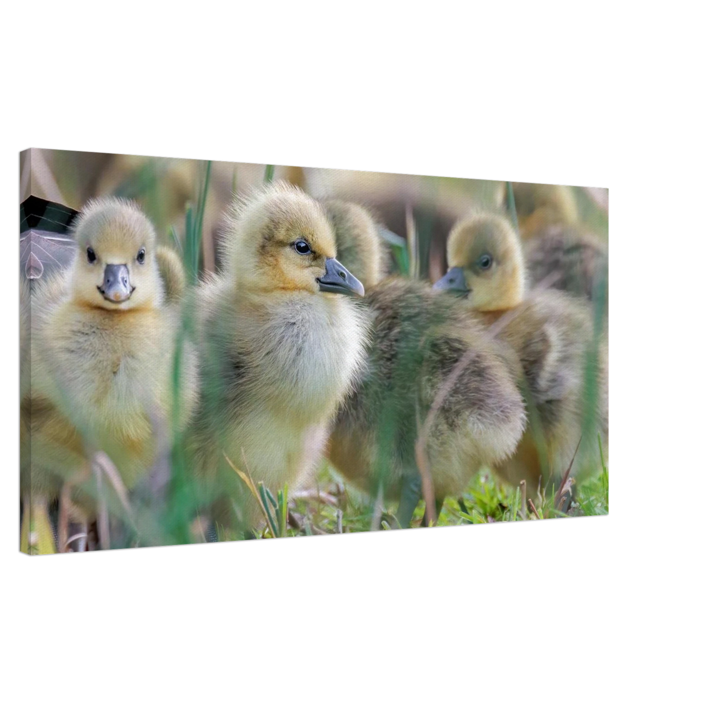 Wandbild kueken in zartgruen und gold suesse baby gans kunst in vielen groessen