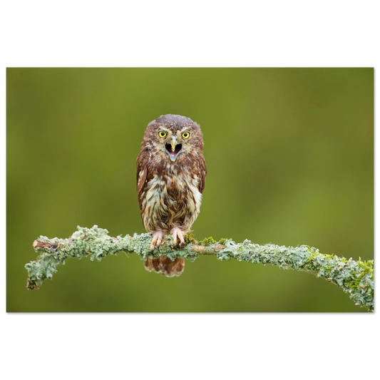 Wandbild rufer der wildnis faszinierendes eulen portraet mit leuchtenden augen fuer ihr zuhause