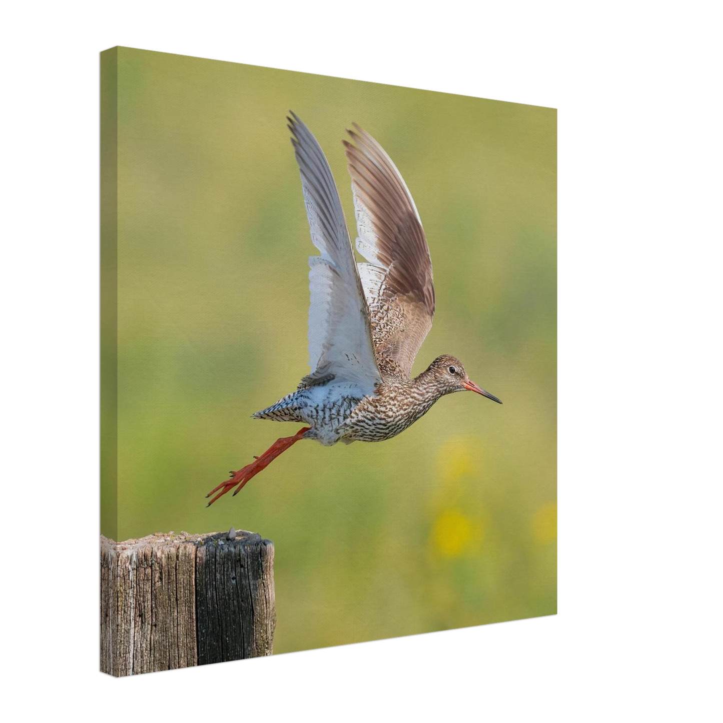 Wandbild der flug des rotschenkels dynamische tierkunst fuer ihr zuhause in vielen groessen erhaeltlich