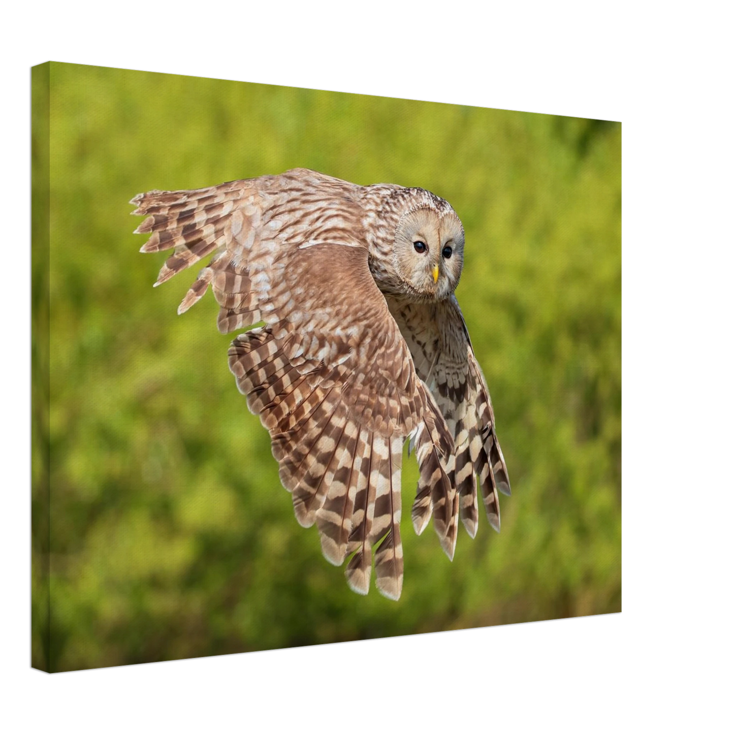 Wandbild majestaetische eule im flug naturfotografie fuer ihr zuhause
