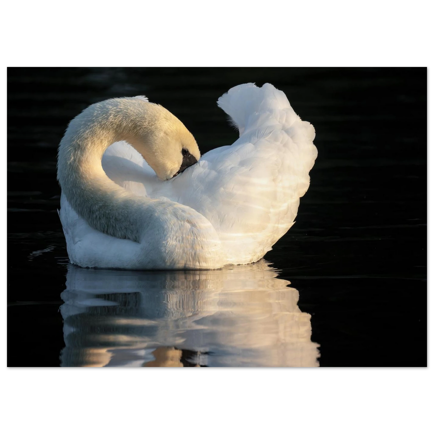 Wandbild schwan bei sonnenuntergang elegante wandkunst fuer ihr zuhause