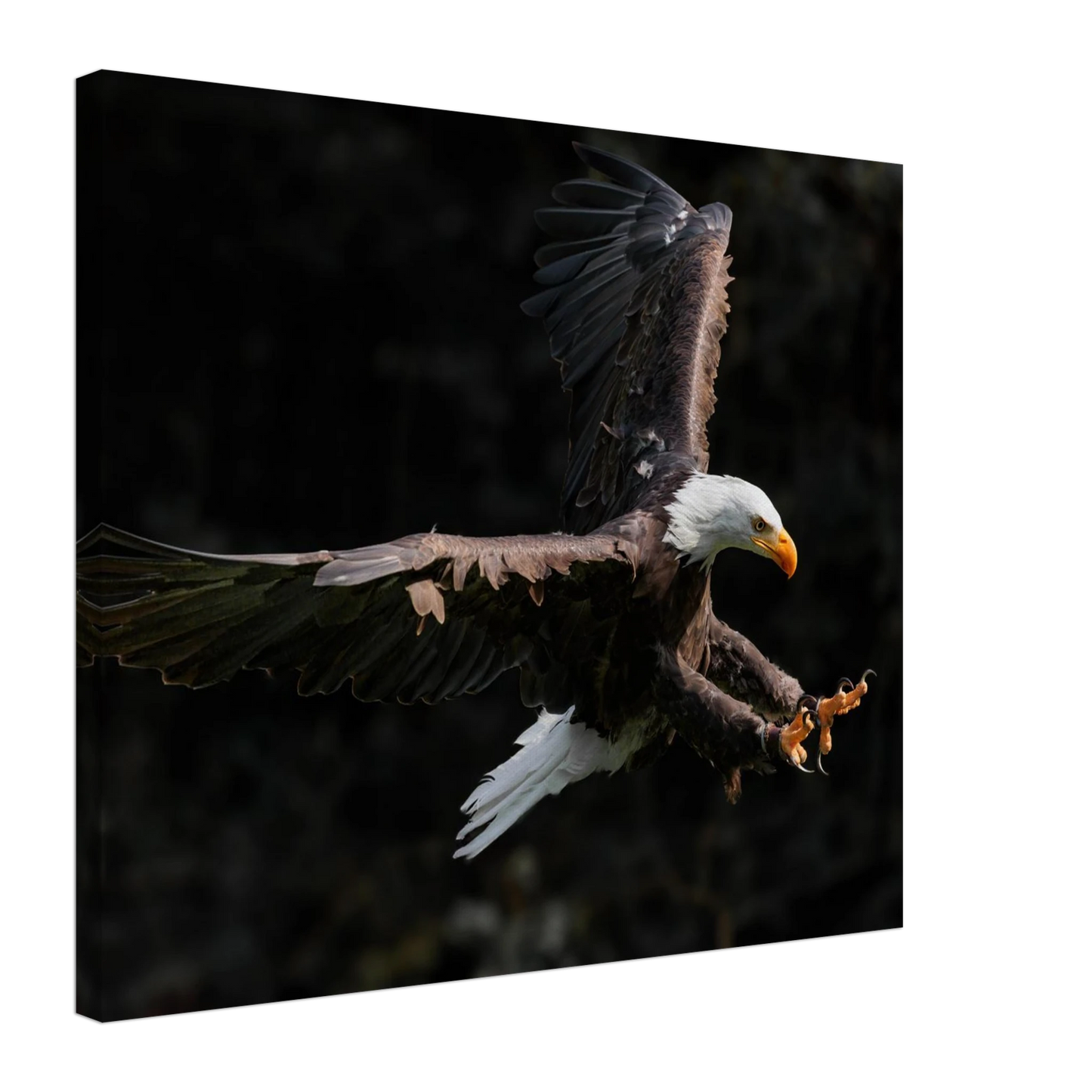 Wandbild majestaetischer weisskopfseeadler im flug freiheit staerke in ihrer wunschgroesse