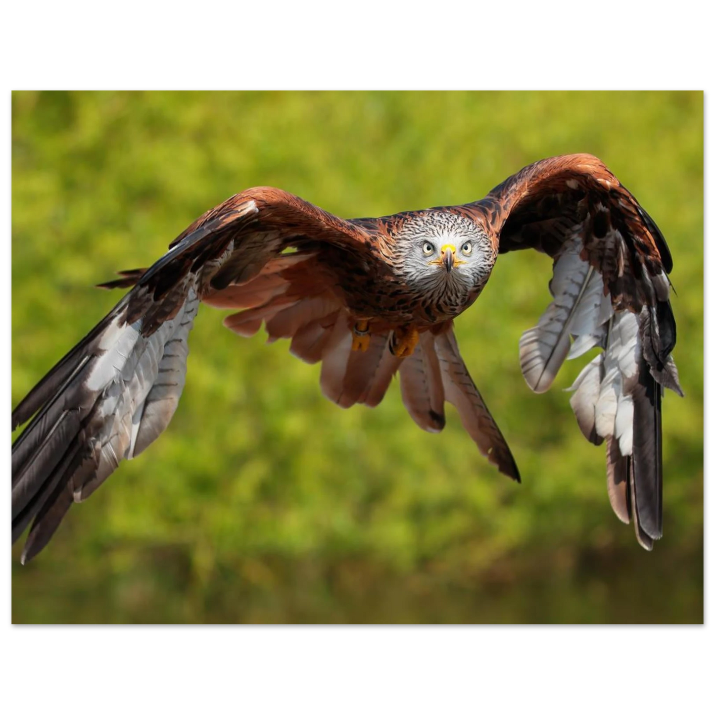 Wandbild majestaetischer rotmilan im flug atemberaubende tierfotografie fuer ihr zuhause erhaeltlich in zahlreichen groessen