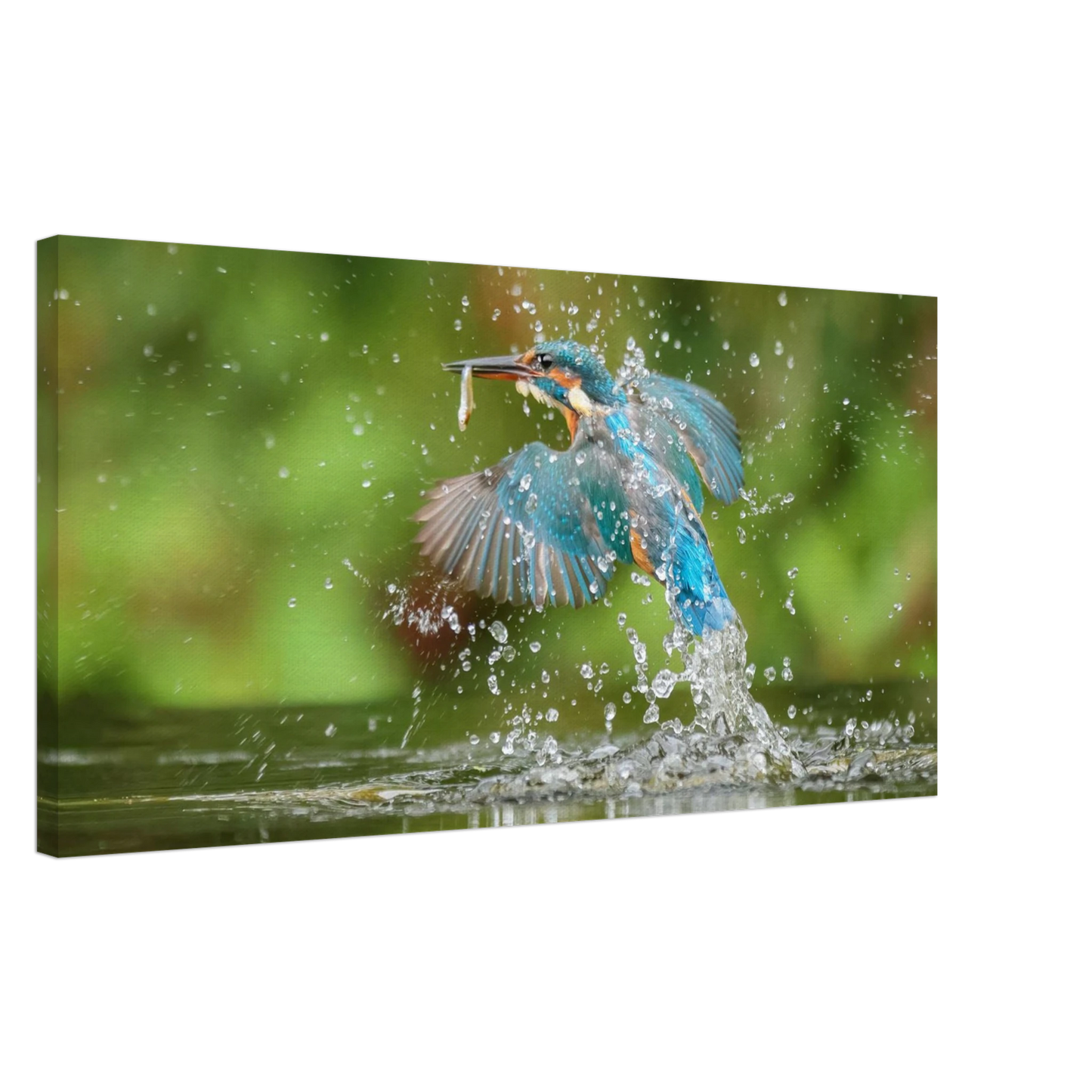 Wandbild eisvogel im sturzflug lebendige wildtierkunst fuer ihr zuhause