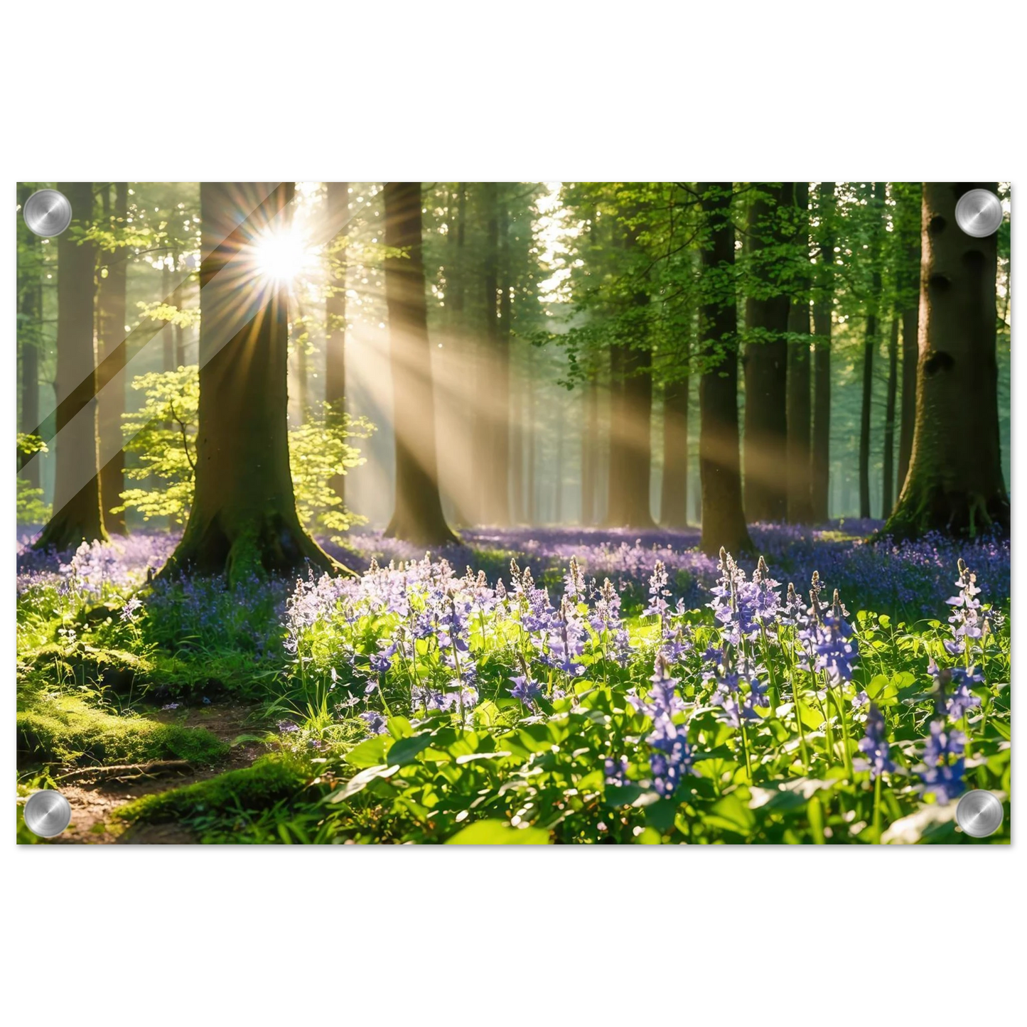 Wandbild mystischer morgenwald mit sonnenstrahlen und lila blueten in vielen groessen