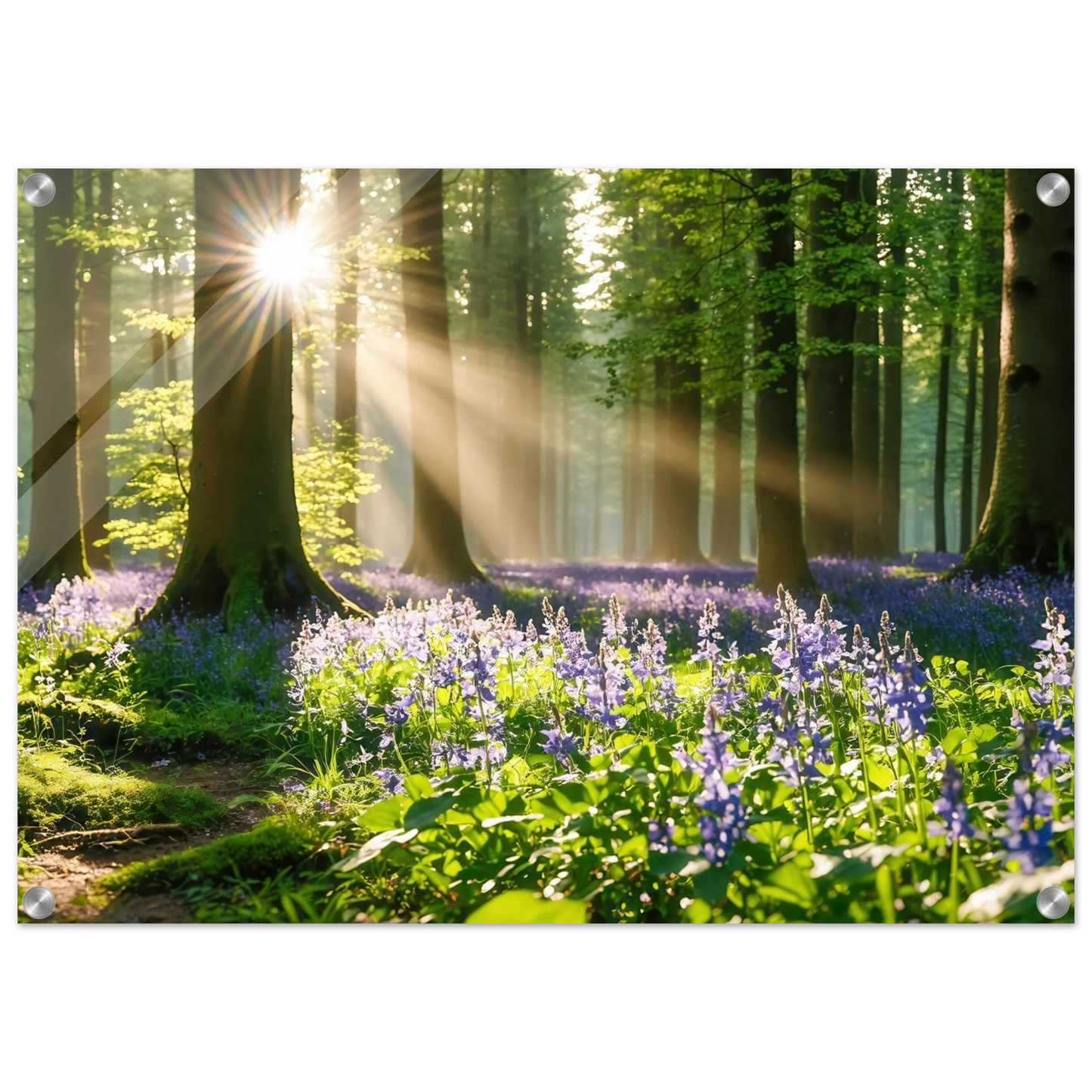 Wandbild mystischer morgenwald mit sonnenstrahlen und lila blueten in vielen groessen