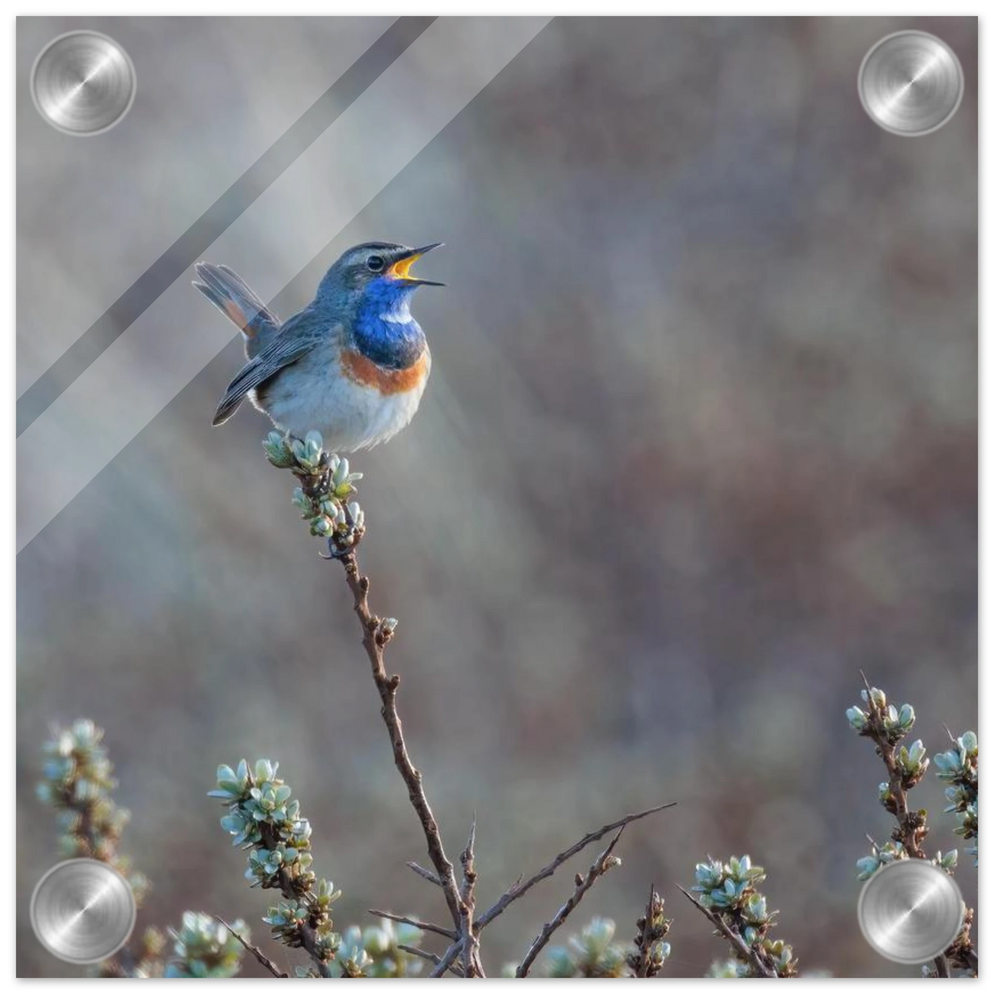 Wandbild blaukohlkehlchen im gesang naturkunst in lebendigen farben in ihrer wunschgroesse