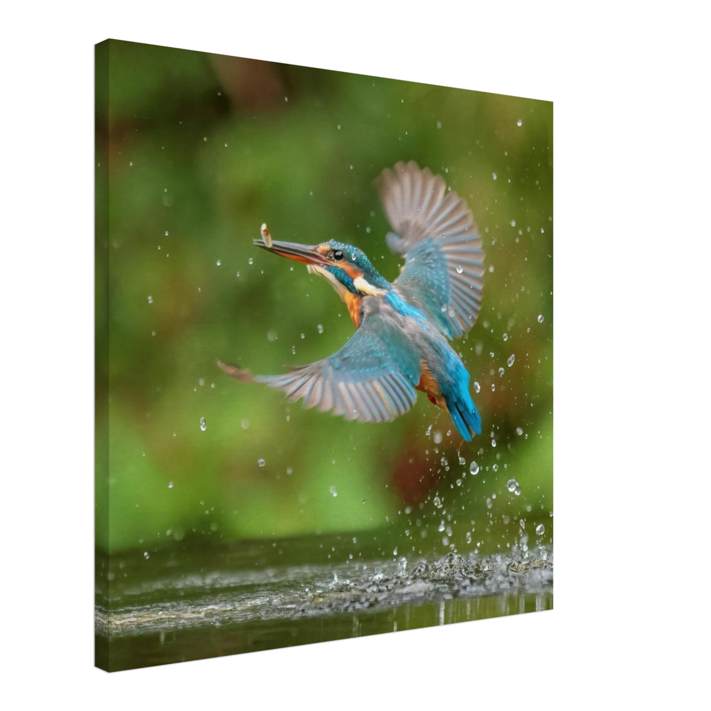 Wandbild eisvogel lebendige tierfotografie mit lebhaften blautoenen