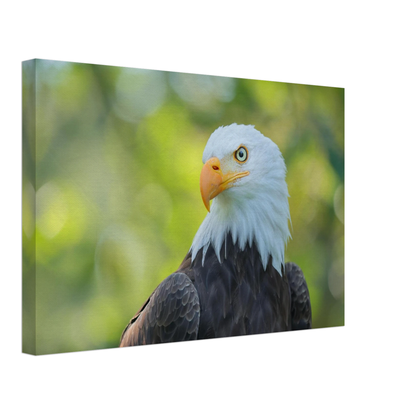 Wandbild majestaetischer weisskopfseeadler eine ode an die freiheit in ihrer wunschgroesse