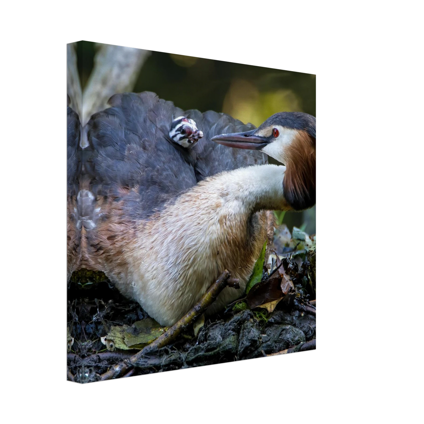 Wandbild zaertliche grosse haubentaucher familie naturgetreuer kunstdruck in ihrer wunschgroesse