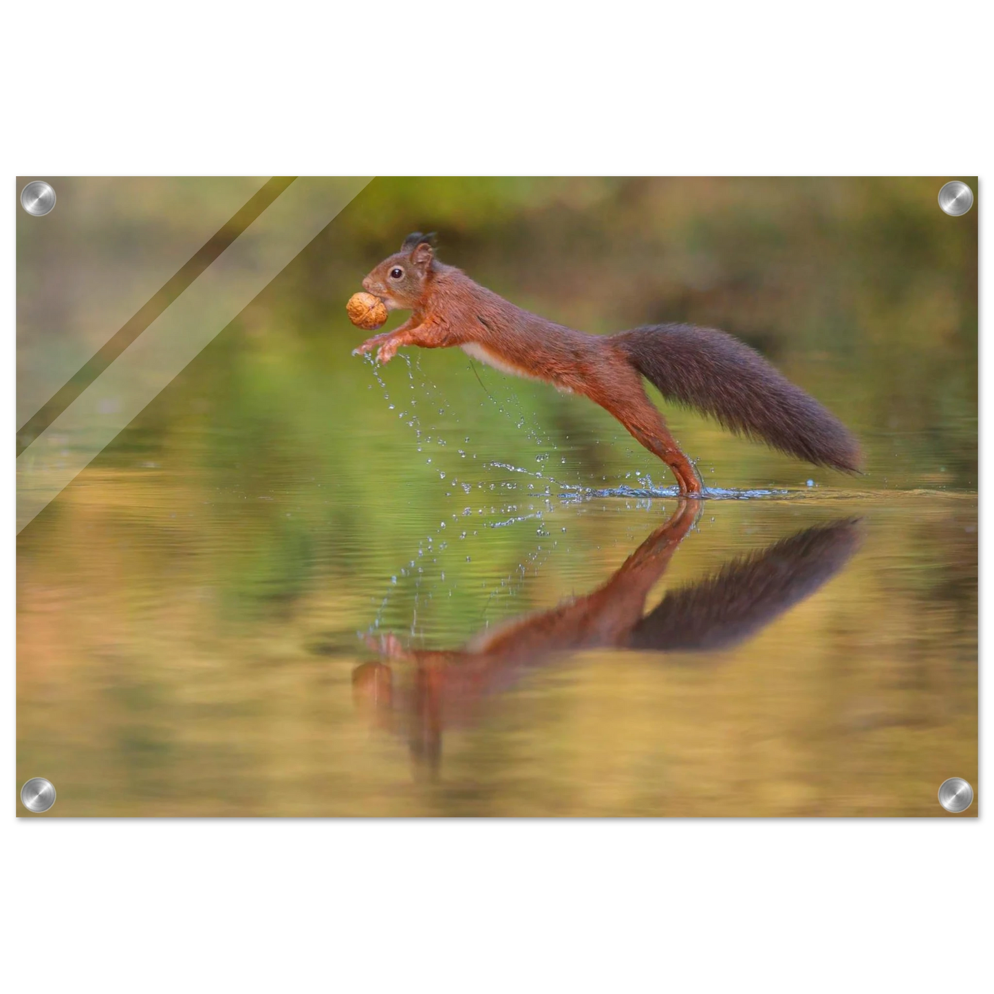 Wandbild eichhoernchen sprung dynamisches tierportrait auf premium leinwand in verschiedenen groessen erhaeltlich