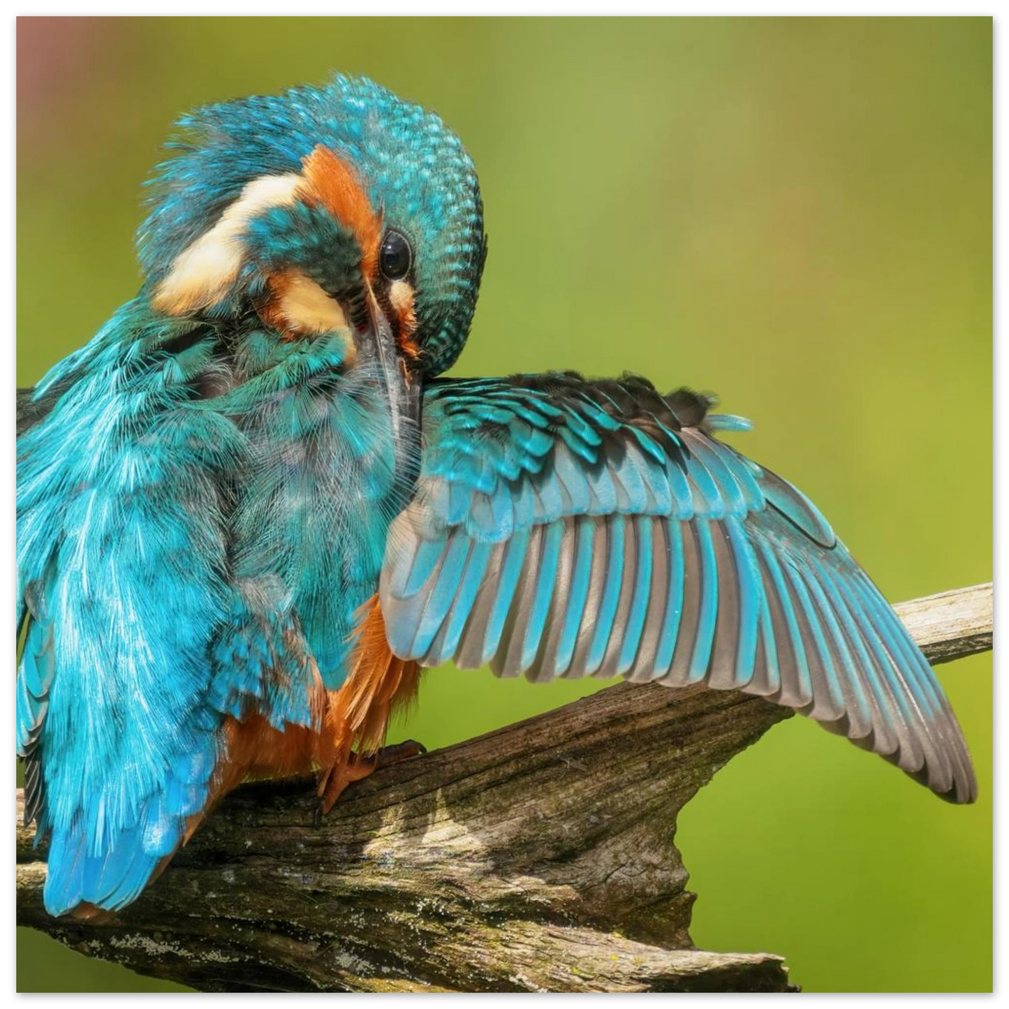 Wandbild eisvogel lebendige farbenpracht der natur auf leinwand