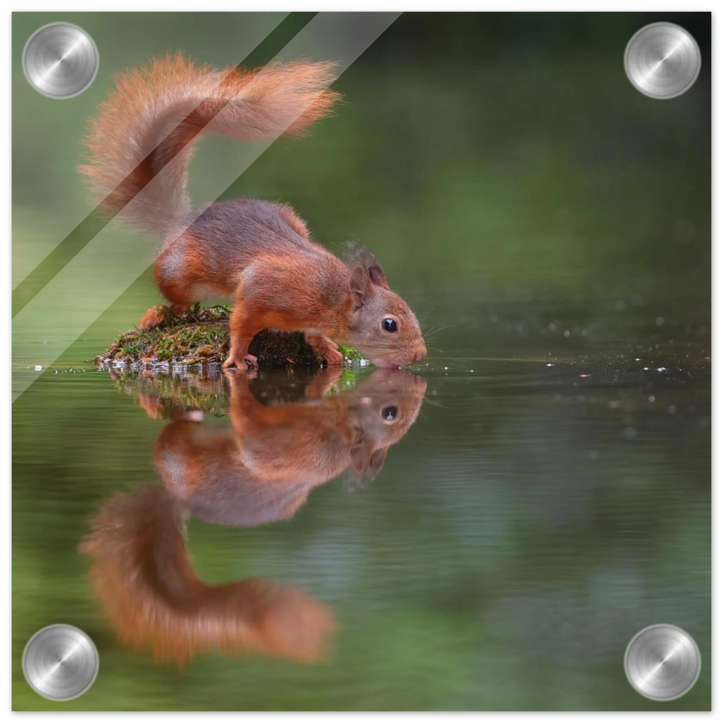 Wandbild durstiges eichhoernchen eine ruhige reflexion in der natur erhaeltlich in vielen groessen