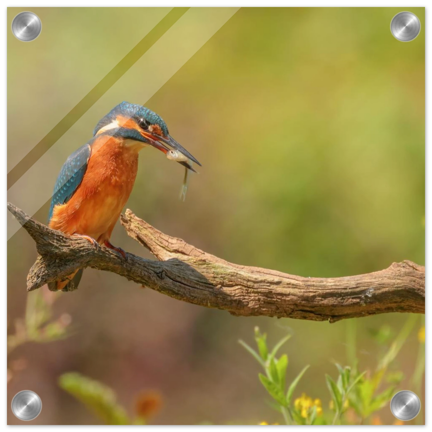 Wandbild eisvogel farbpracht leuchtende naturkunst fuer ihr zuhause in vielen groessen