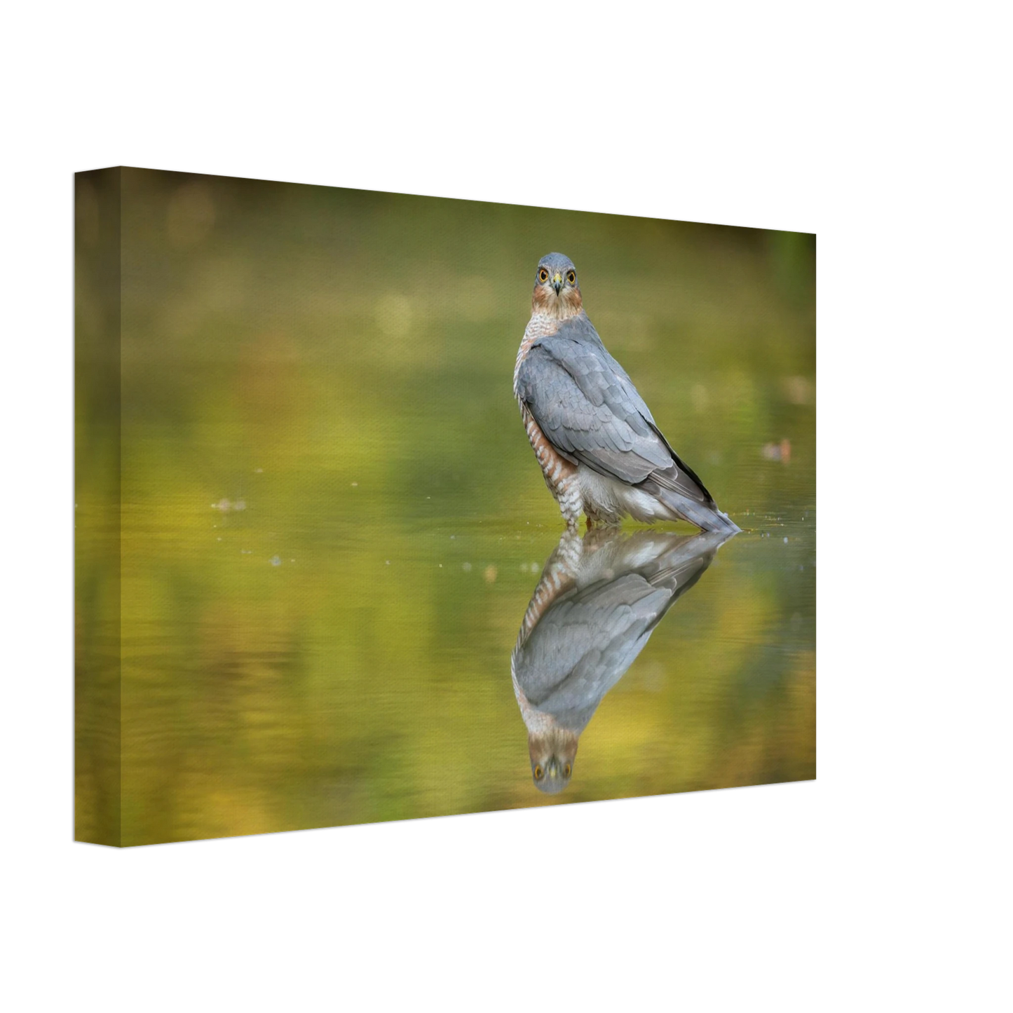 Wandbild mystischer sperber im morgengold faszinierende wildtierfotografie in ihrer wunschgroesse