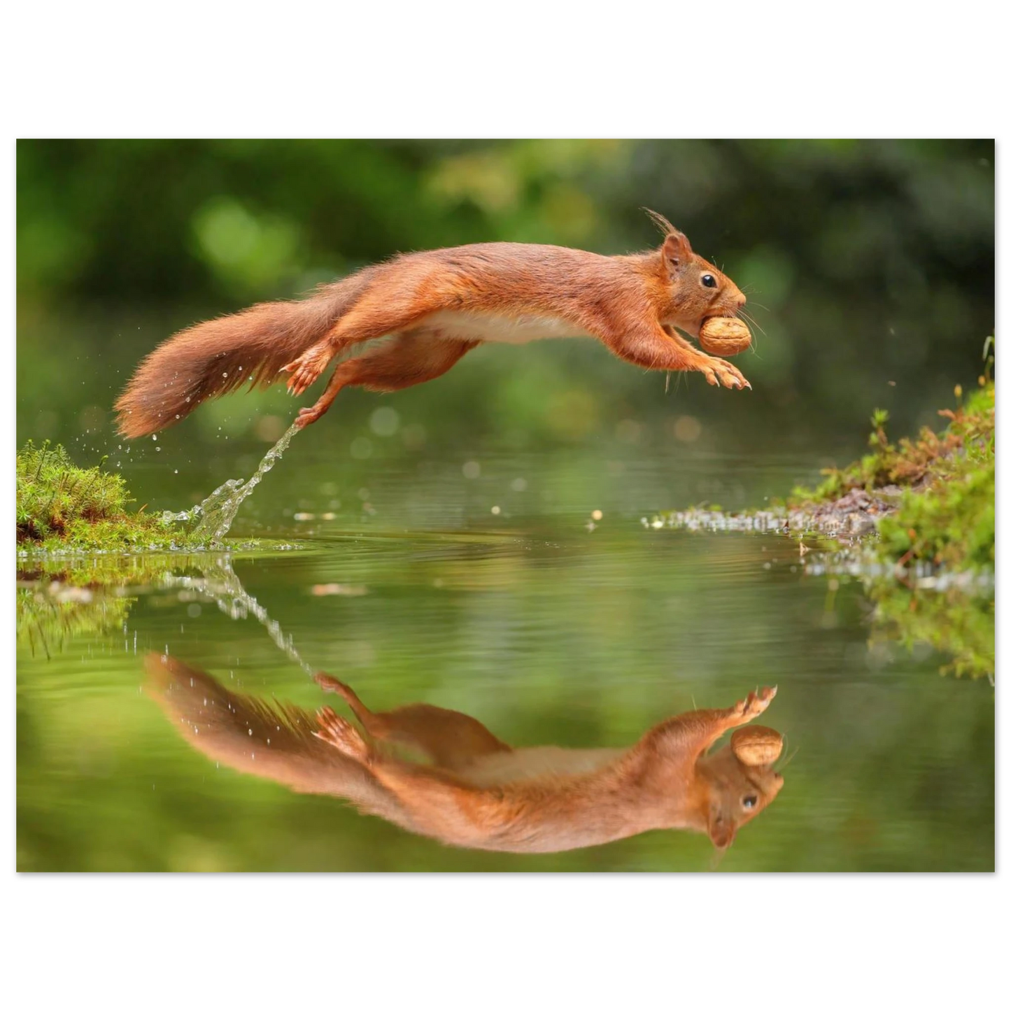 Wandbild Wandkunst eichhoernchens freudensprung dynamische naturkunst fuer ihr zuhause erhaeltlich in mehreren groessen