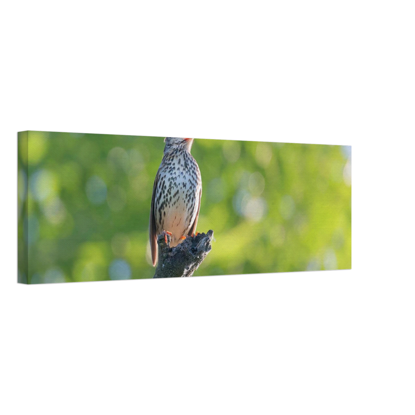 Wandbild bezaubernder singvogel in gruen ein naturportraet fuer ihr zuhause in vielen groessen