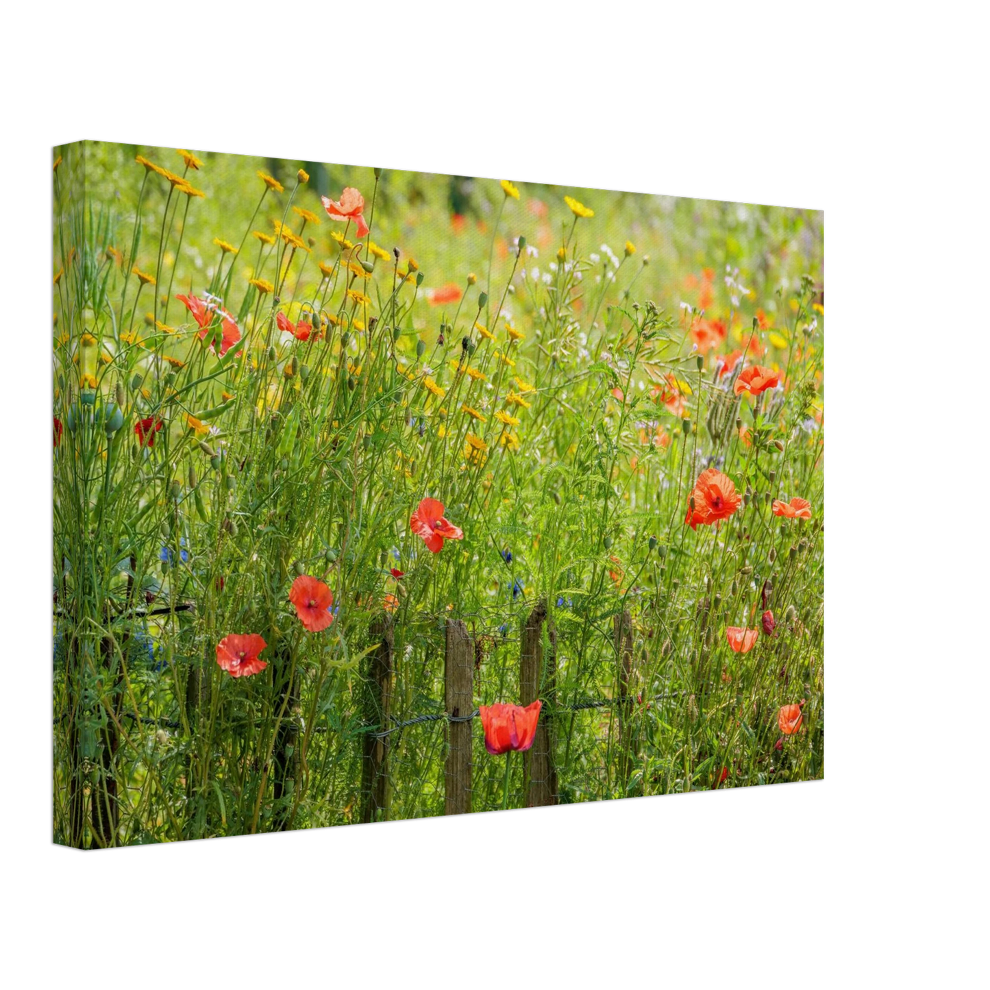 Wandbild wildblumen feld rot gelb sonnige mohnblumen wiese als kunstdruck
