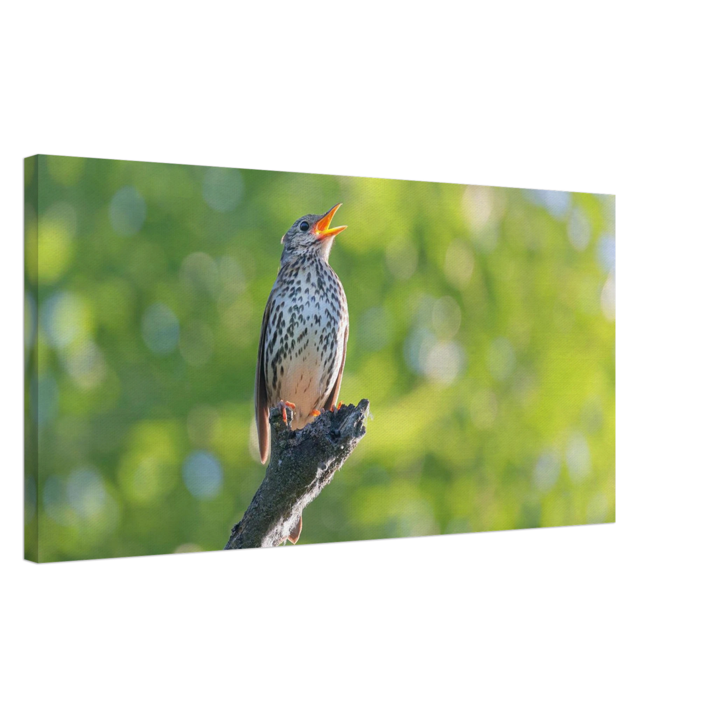 Wandbild bezaubernder singvogel in gruen ein naturportraet fuer ihr zuhause in vielen groessen