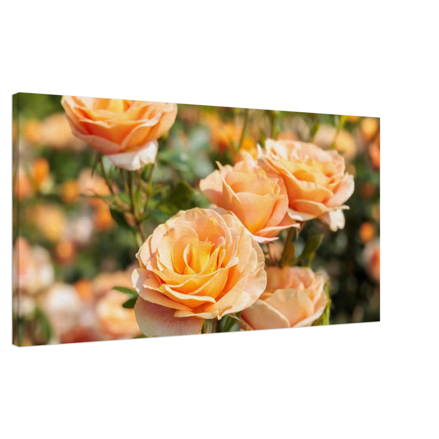 Wandbild romantische pfirsichrosen im sonnenschein botanische kunst fuer ihr zuhause in vielen groessen