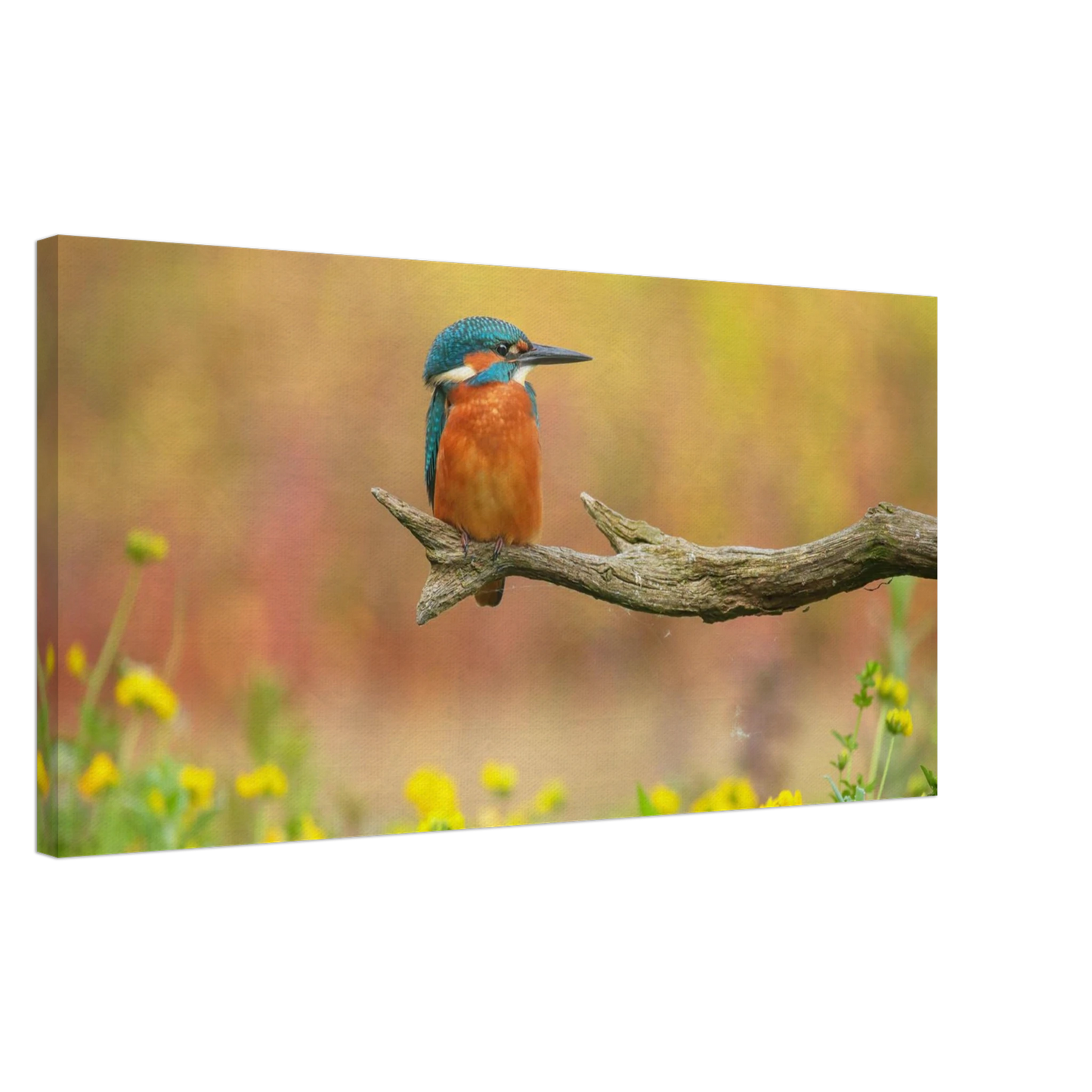 Wandbild eisvogel lebendige naturkunst fuer ihr zuhause in ihrer wunschgroesse