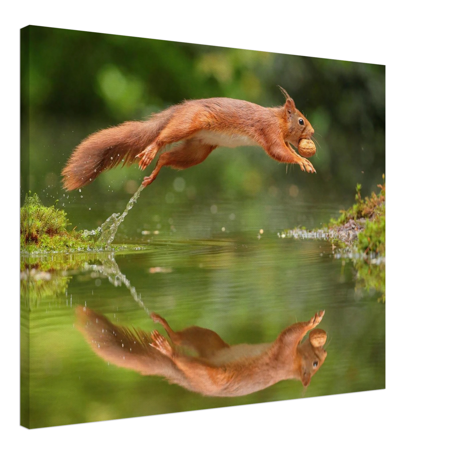 Wandbild Wandkunst eichhoernchens freudensprung dynamische naturkunst fuer ihr zuhause erhaeltlich in mehreren groessen