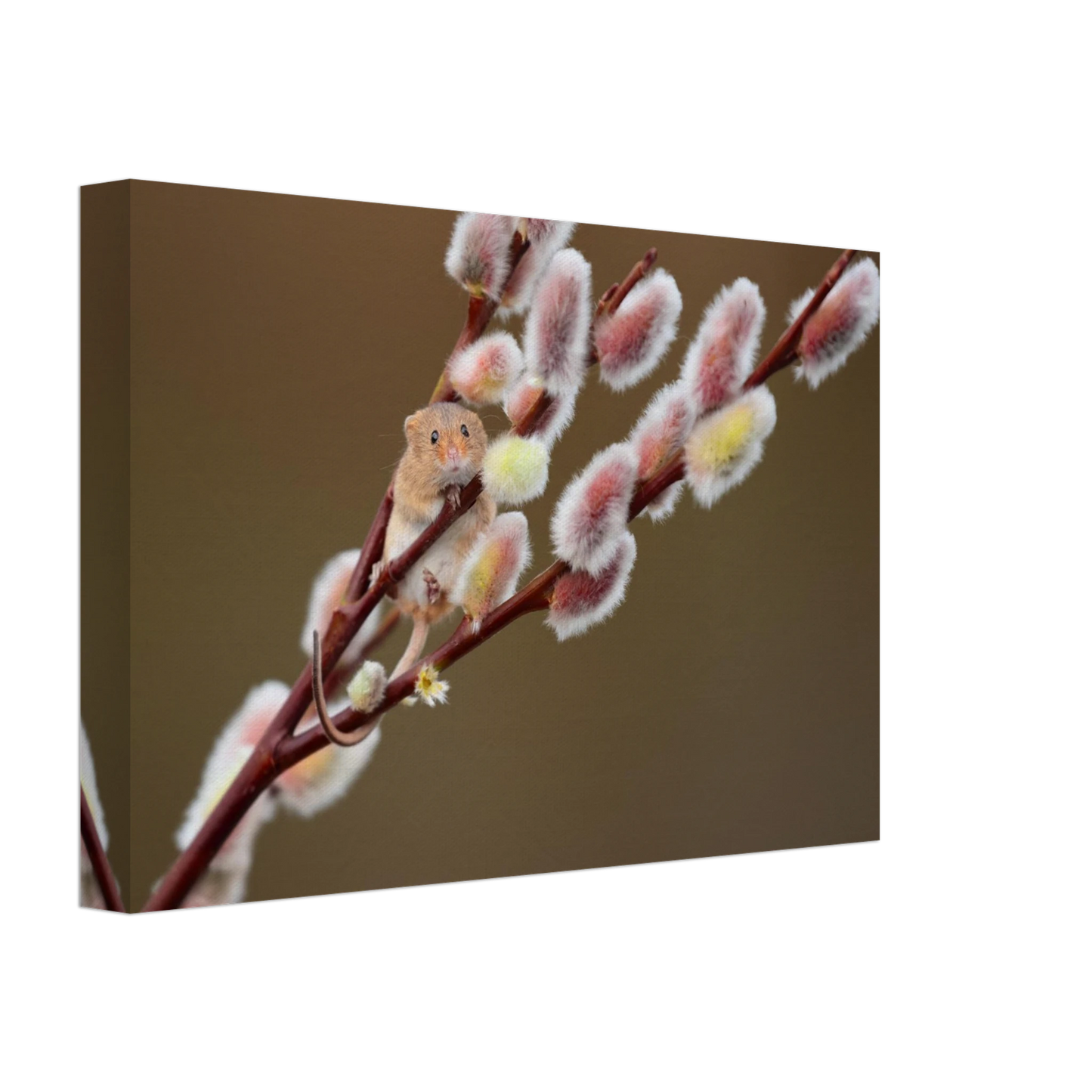 Wandbild niedliche erntemaus an flauschigen weidenkaetzchen ein zauberhafter naturmoment fuer ihre waende
