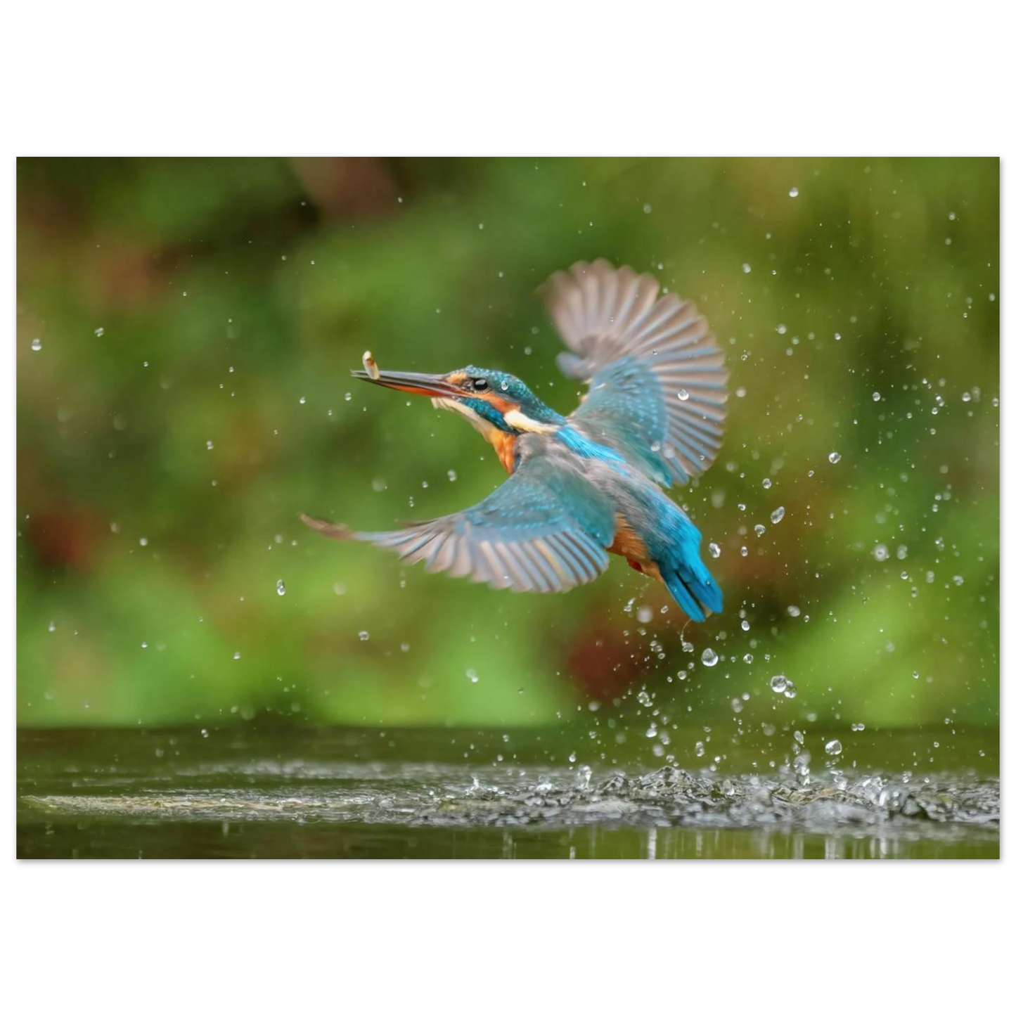 Wandbild eisvogel lebendige tierfotografie mit lebhaften blautoenen