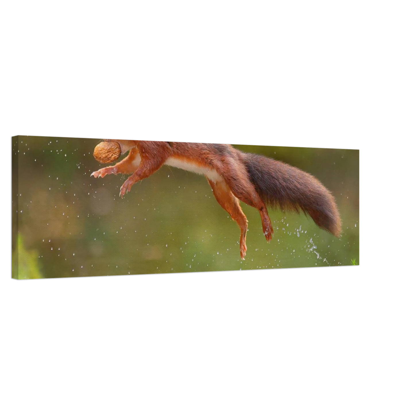 Wandbild eichhoernchen dynamisches wildtier poster fuer ihr zuhause in verschiedenen groessen