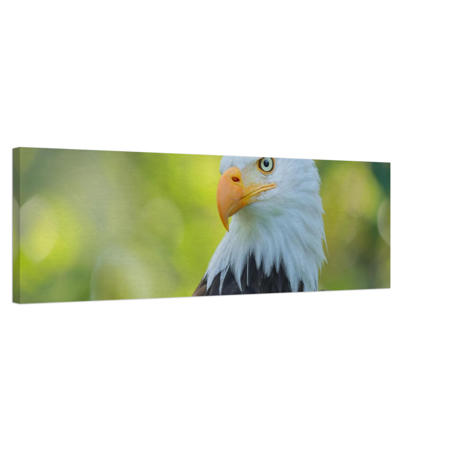 Wandbild majestaetischer weisskopfseeadler eine ode an die freiheit in ihrer wunschgroesse