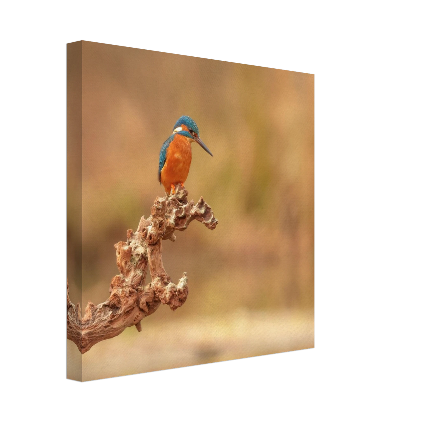 Wandbild eisvogel lebendige naturkunst fuer ihr zuhause in vielen groessen