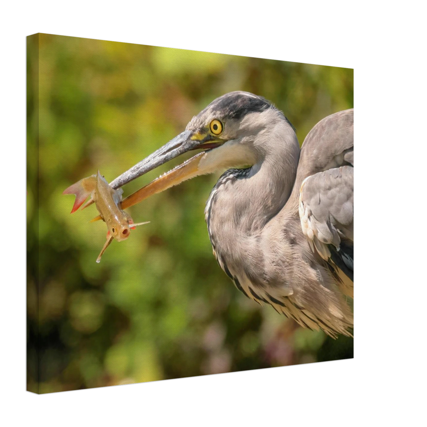 Wandbild graureiher mit fisch ein faszinierender moment in der natur verfuegbar in ihrer wunschgroesse