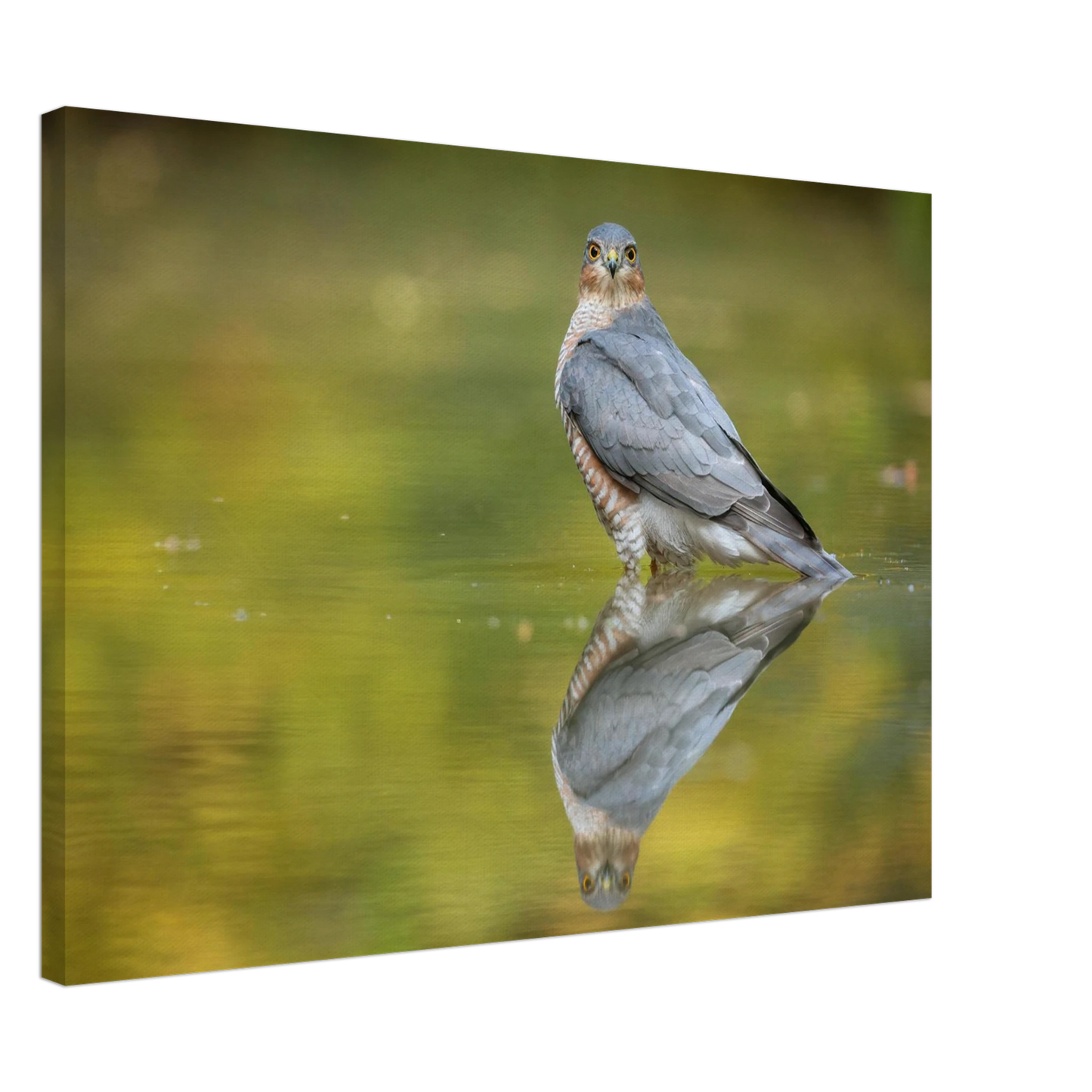 Wandbild mystischer sperber im morgengold faszinierende wildtierfotografie in ihrer wunschgroesse